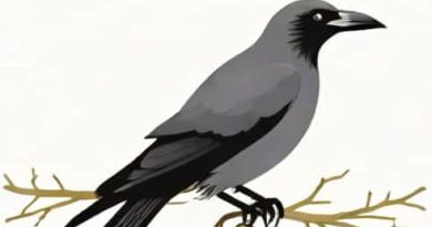 Life Expectancy Of A Jackdaw
