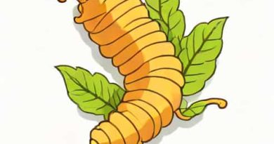 Live Silkworm Pupae For Sale