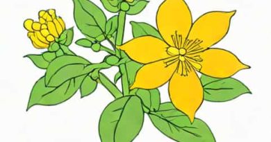 Reddit St Johns Wort Anxiety