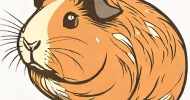 Scientific Name Of Guinea Pig