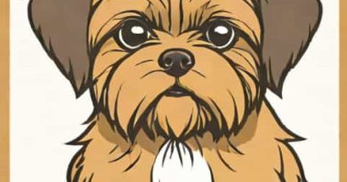 Shih Tzu Yorkie Mix For Sale