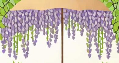Umbrella Trellis For Wisteria