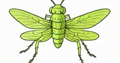 What Is Grasshopper Software