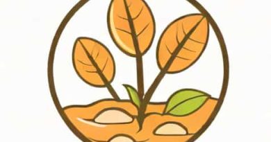 What Is Hypogeal Germination