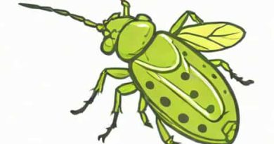 What Is The Meaning Of Aphid