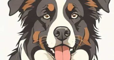 Xl Bully Cross Border Collie