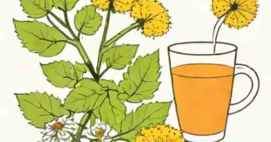 Benefits Of Dandelion Burdock And Hawthorn Tea