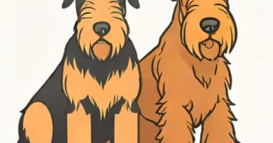 Difference Between Airedale And Welsh Terrier