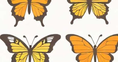 Difference Between Breaststroke And Butterfly