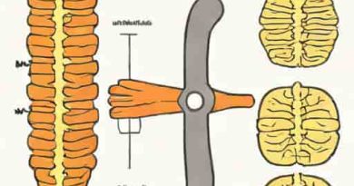 Difference Between Epidural And Spinal Block