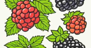 Difference Between Loganberry And Blackberry