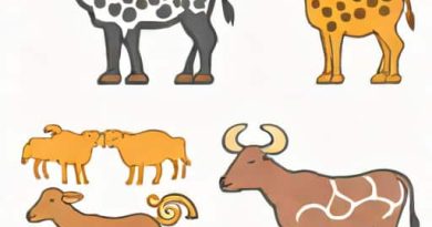 Difference Between Ruminant And Non Ruminant