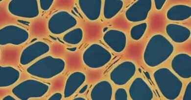 Epithelial Cells Of Proximal Convoluted Tubule