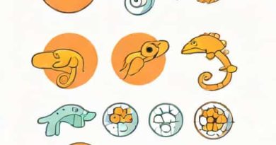 Explain Embryological Evidences Of Evolution