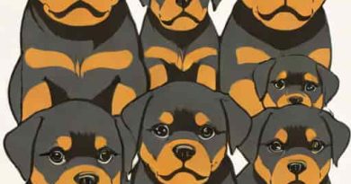 German Blockhead Rottweiler Puppies For Sale