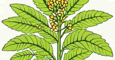 Hirudin Is Obtained From The Transgenic Plant