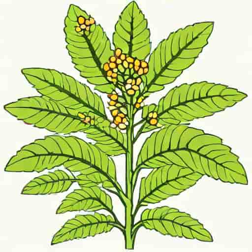 Hirudin Is Obtained From The Transgenic Plant