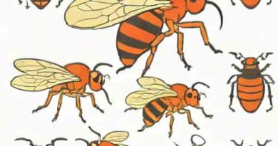 How To Feed Flightless Fruit Flies To Spider