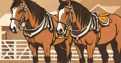 National Clydesdale And Heavy Horse Festival