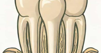 Number Of Roots In Maxillary Second Premolar