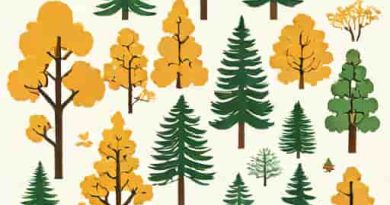 One Important Variety Of Coniferous Forest Is