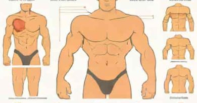 Overview Of The Superficial Body Musculature