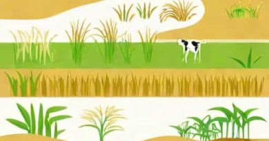 System Of Rice Intensification Of Cultivation