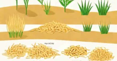 System Of Rice Intensification Upsc Question