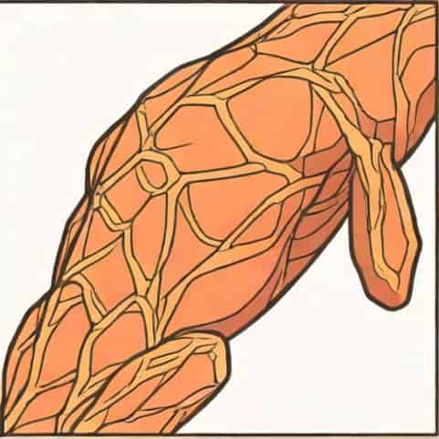 The Rhomboid Muscle Is Named For Its Quizlet
