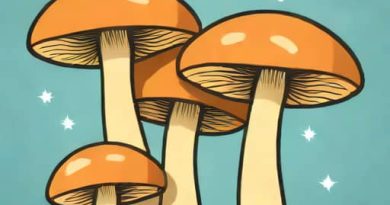 What Kind Of Mushrooms Are Good For Sauteing