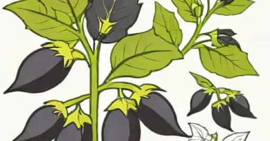 Black Nightshade Benefits