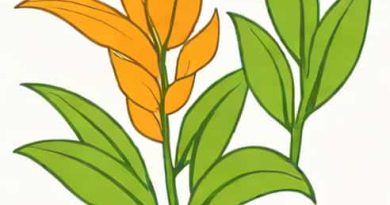 Canna Petiole Yes Or No