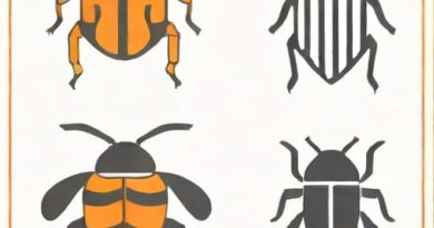 Difference Between Bug And Defect