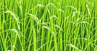 Johnson Grass Toxicity In Hay