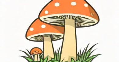 Mushroom Is A Saprophyte Give Reasons