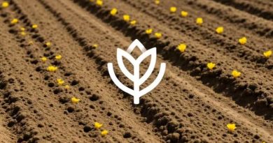 Saffron Is Cultivated Here