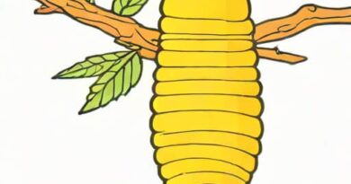 Yellow Silkworm Cocoon